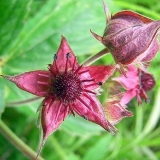 Trava peterolist: opis, svojstva i primjena